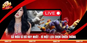 Gà Màu Gì Đá Hay Nhất - Bí Mật Lựa Chọn Chiến Thắng